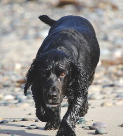 Close-up portrait of black dog