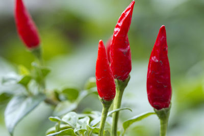 Close-up of red chili peppers on plant