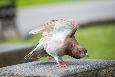 Close-up of pigeon