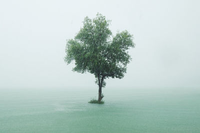 Tree in sea against sky