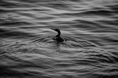 Close-up of bird swimming in lake