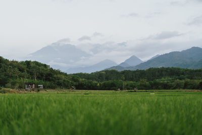 Scenic view of agricultural field against sky