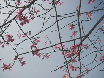 Low angle view of apple tree against sky