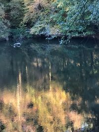 Reflection of trees in lake