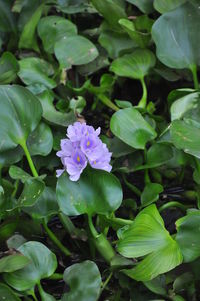 Close-up of purple flowering plants