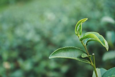 Close-up of fresh green plant