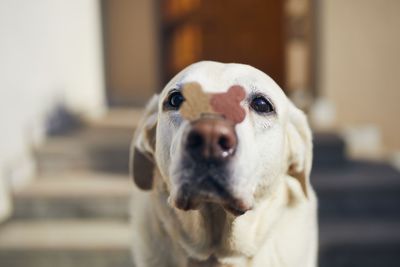 Close-up portrait of dog at home