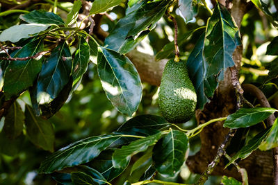 Close-up of berries growing on tree