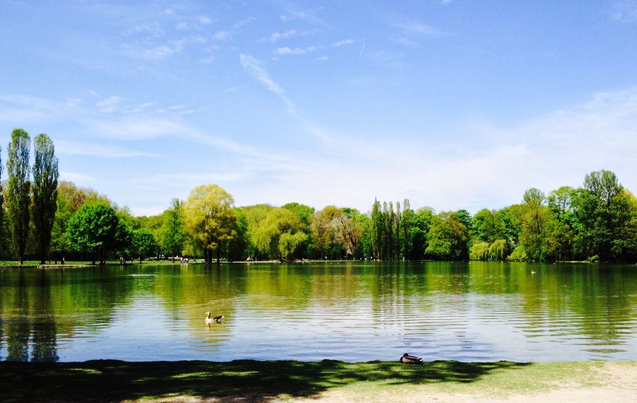 animal themes, water, tree, bird, animals in the wild, wildlife, lake, sky, tranquility, tranquil scene, nature, beauty in nature, scenics, swimming, one animal, duck, waterfront, day, outdoors, rippled