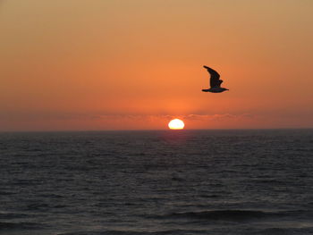 Silhouette bird flying over sea against orange sky