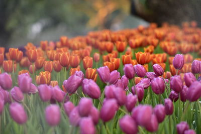 Close-up of pink tulips on field