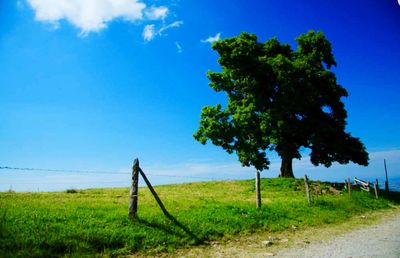 Trees on grassy field