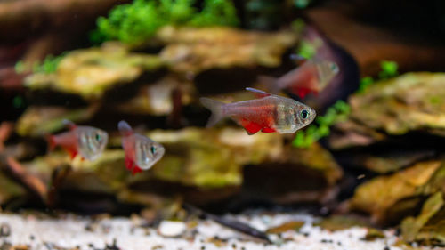 Close-up of fish swimming in sea