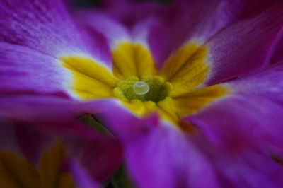 Macro shot of purple flower