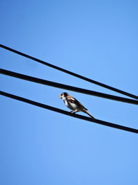 Low angle view of bird perching on cable