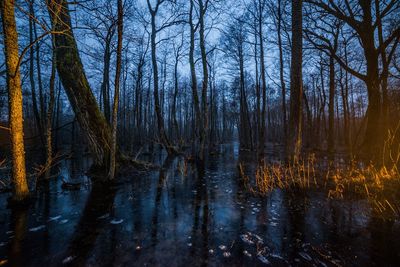 Bare trees in forest against sky