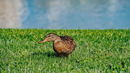 Side view of a duck on field