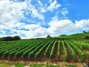 Scenic view of agricultural field against sky