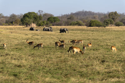 Impalas in a field