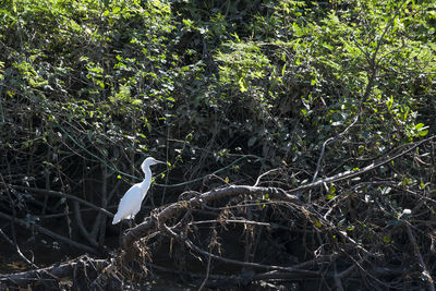 Bird perching on a tree