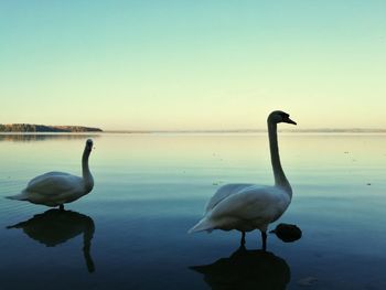 Swan in lake against sky