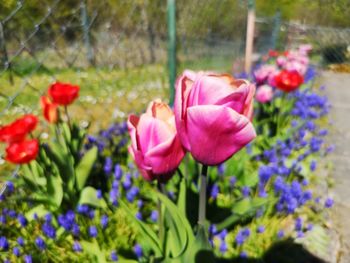 Close-up of pink tulips in park