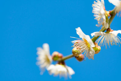 Low angle view of white flowers against blue sky