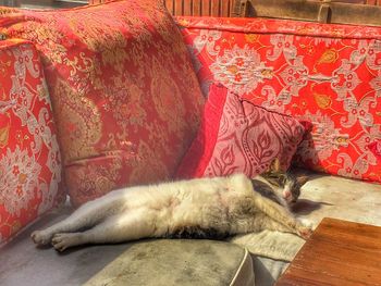 Close-up of cat relaxing on red floor