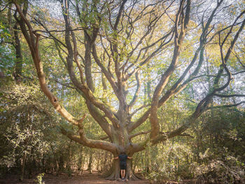 Trees in forest