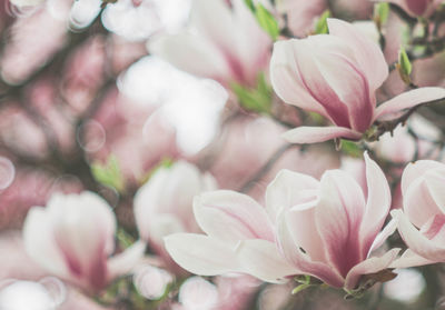 Close-up of pink roses