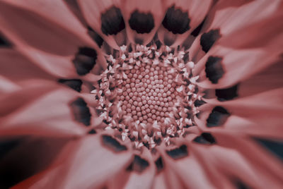 Extreme close-up of flower