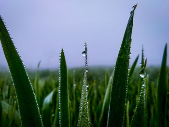 Close-up of wet crop