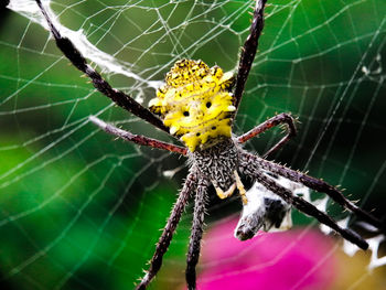 Close-up of spider on web