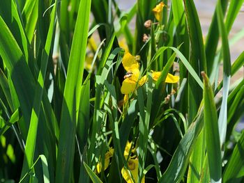 Close-up of yellow flowering plant