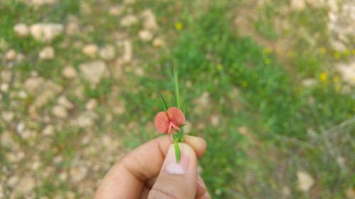 Cropped hand of person holding flower over field