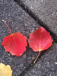 High angle view of maple leaf on sidewalk