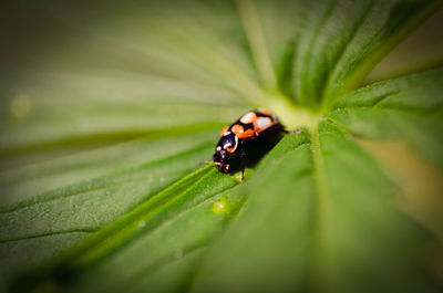 Close-up of insect on plant