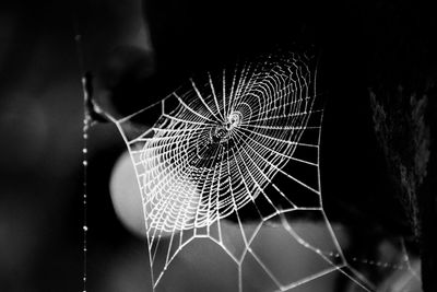 Close-up of spider on web