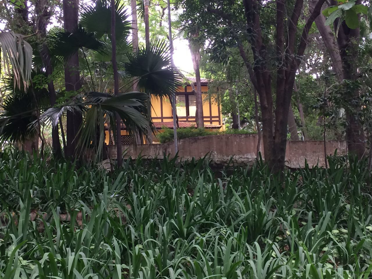 VIEW OF PALM TREES IN FIELD