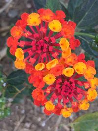Close-up of yellow flower