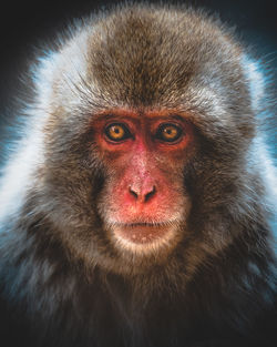 Close-up portrait of pug