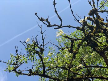 Low angle view of tree against blue sky