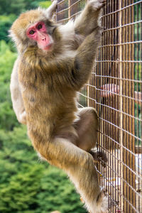 Arashiyama monkey 