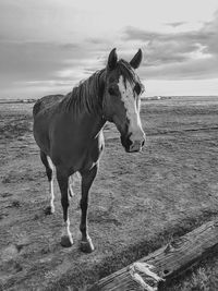 Horse standing on field