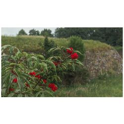 Close-up of red flowering plants on field