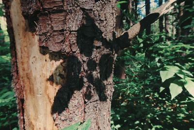 Close-up of lichen on tree trunk in forest