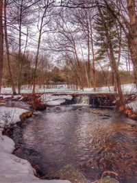 River flowing through forest