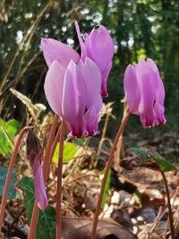 Close-up of pink crocus flowers on field