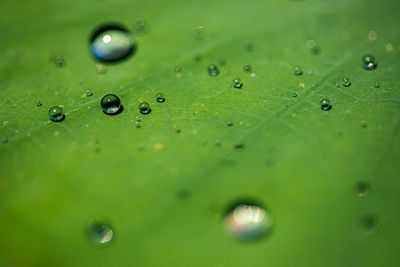 Full frame shot of raindrops on green leaves