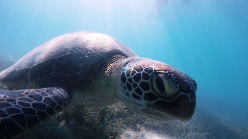 Close-up of turtle in sea